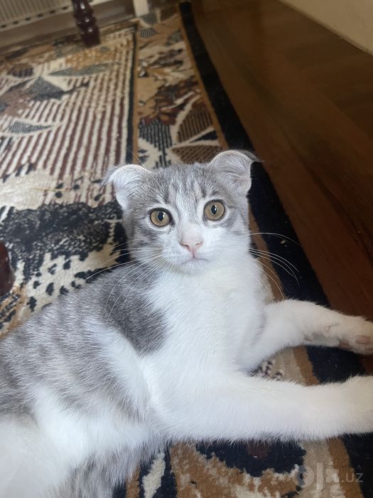 котенок веслоухий метис