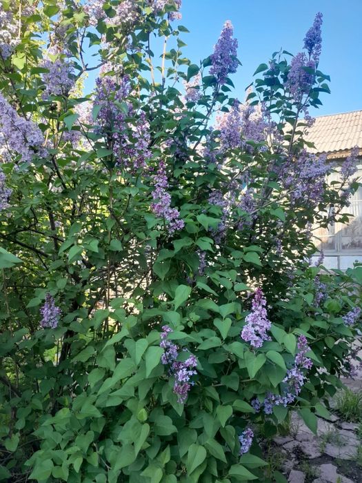 Куст сирени продается