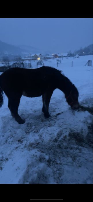 Vând mânză semigrea românească de doi ani