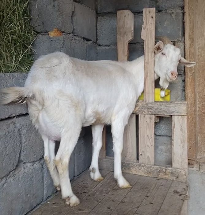 Занен сауынды ешкі  сатылады
