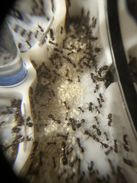 Продам колонию муравьёв-жнецов