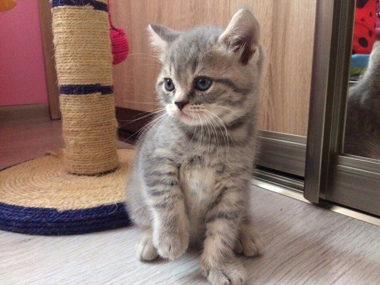 British shorthair