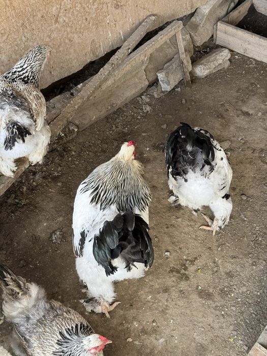 Продаются петухи