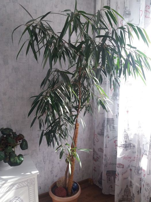 Продаются взрослые растения