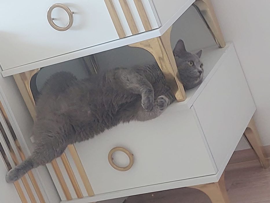 Отдам кота в добрые руки
