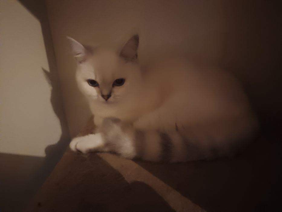 Котенок  шиншилла  мальчик