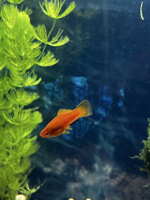 Самка меченосца обмен