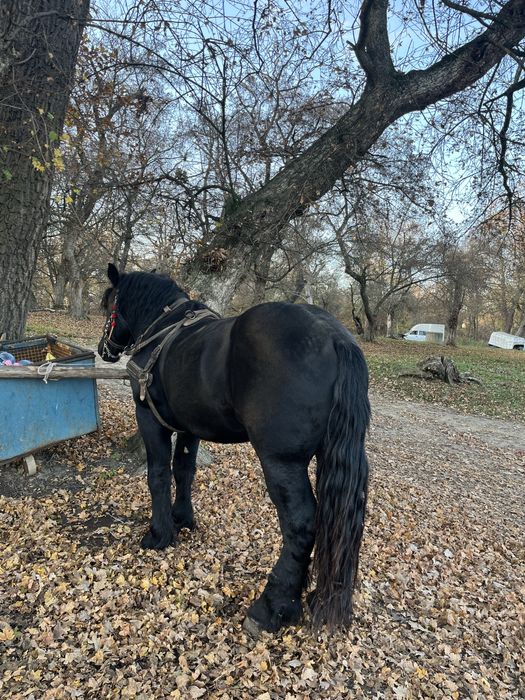 Armasar percheron pentru montă !
