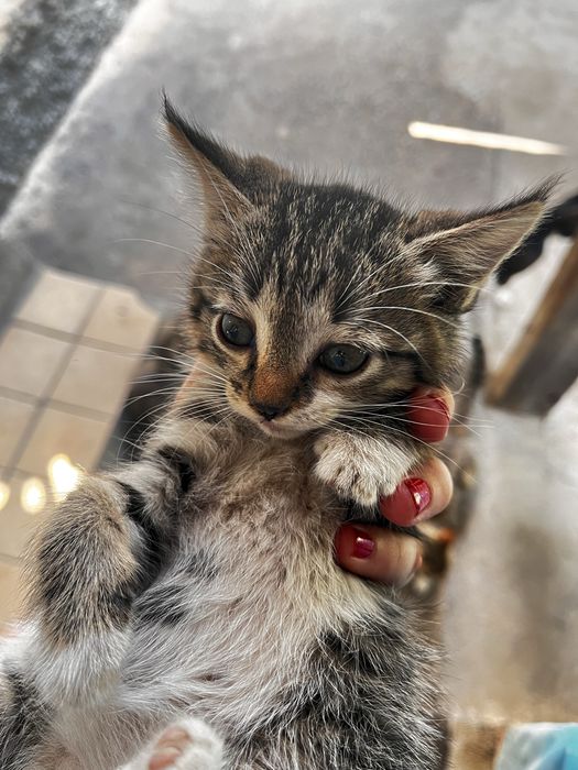 Котята сибирские