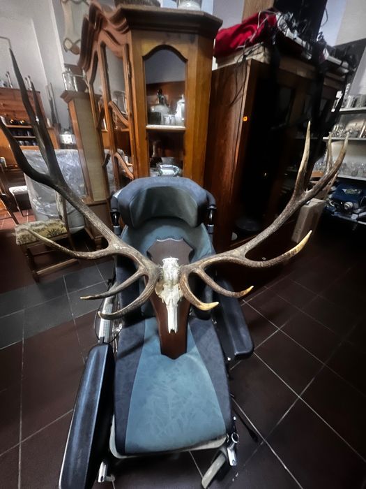 Coarne cerb (trofeu) germania