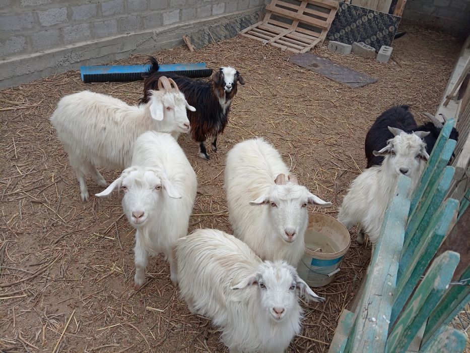 Ешкілер сатылады