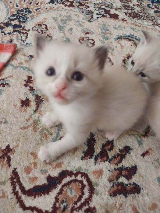 Котёнка Отдам даром
