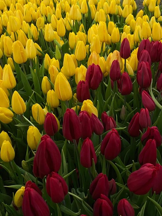 Оптом и розницу Голландские тюльпаны