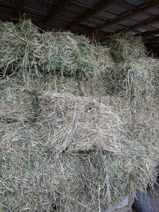 Vând baloți lucernă