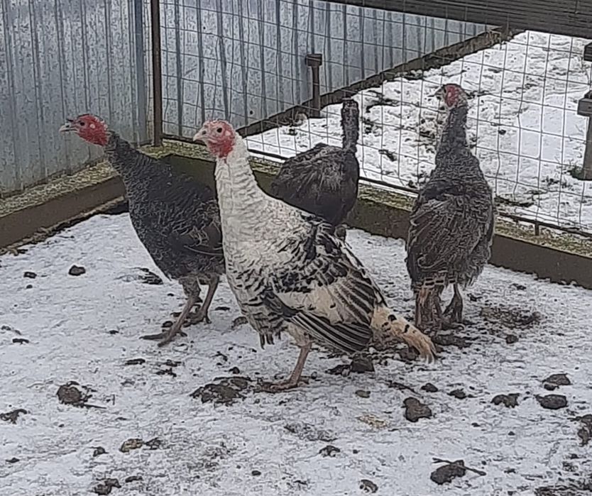 Curci si curcani taranesti