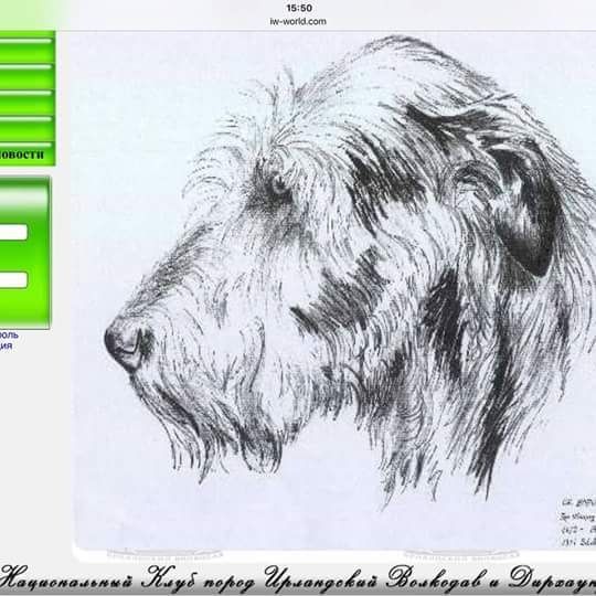 Самая большая собака. Ирландский волкодав.