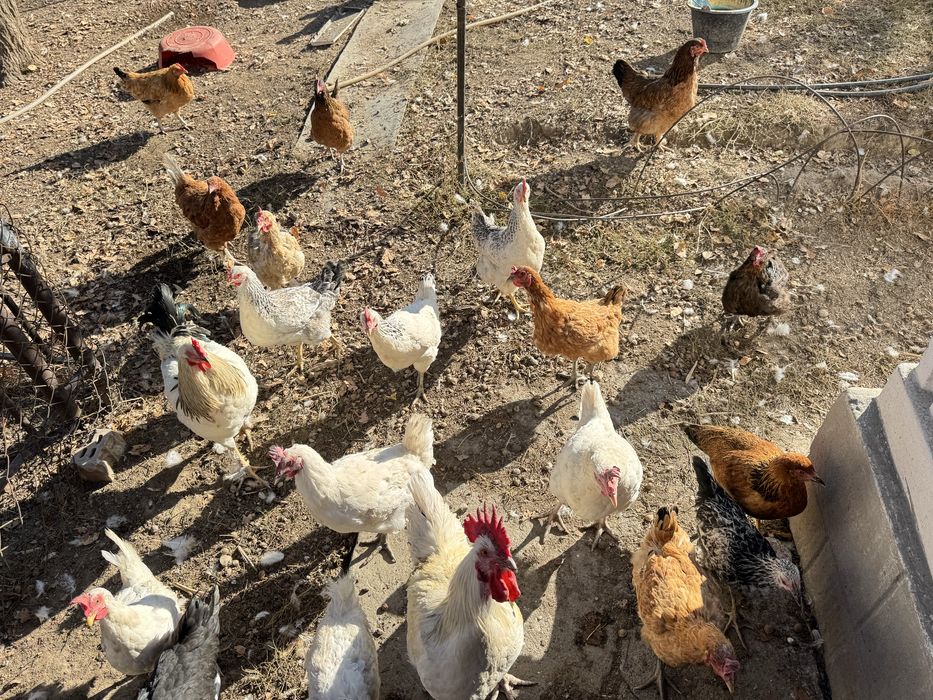 Тауықтар сатылады