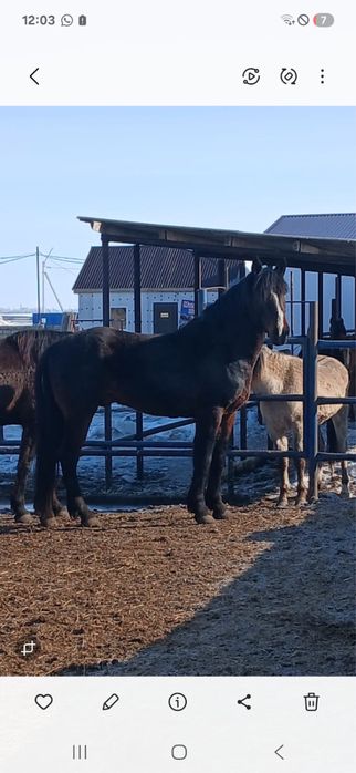 Продам жеребца 8 лет