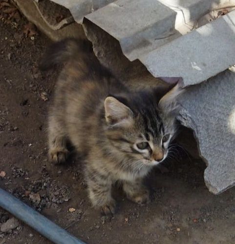 Котята г.Шу кошка кот