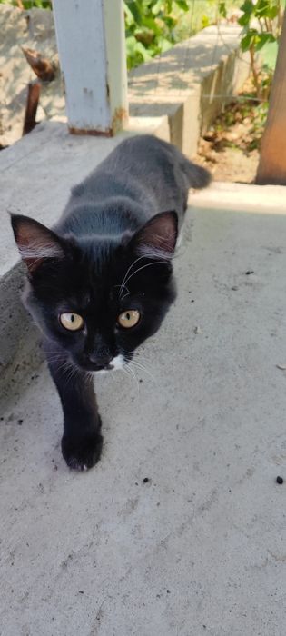 Отдам кошечку, котика