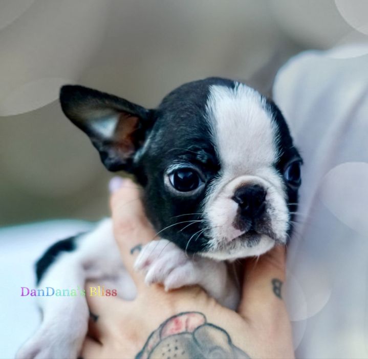 Boston terrier cu pedigree - baietel