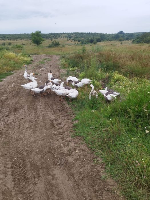 Vand pui de gasca de anul asta si gaste bătrâne