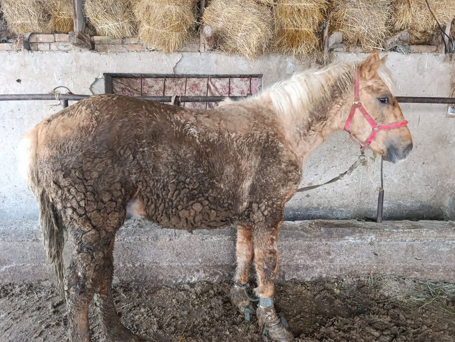 Продам возраст 1.6 жирный