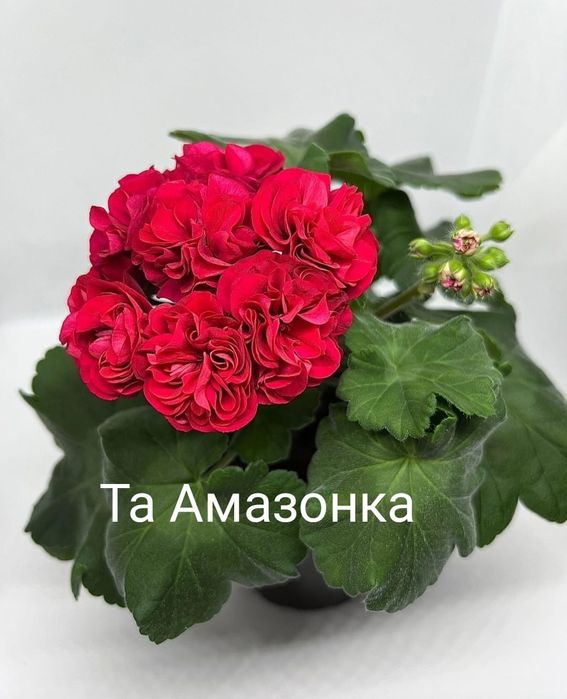 Продам укоренённые черенки пеларгонии