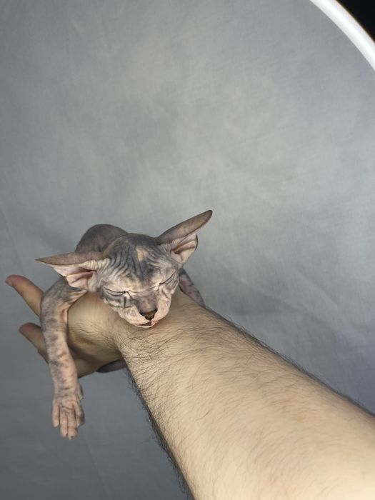 Сфинкс, лысые котята