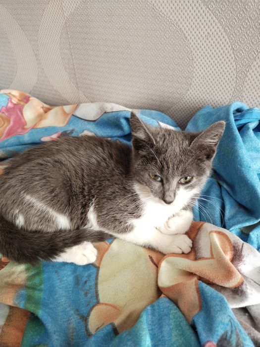 Отдам в добрые руки