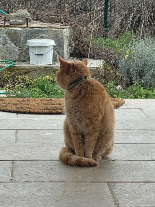 Изгубено коте, търся нов дом за рижо коте или неговите стари стопани