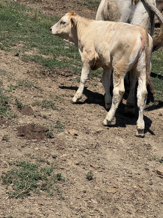 De vanzare o vaca, o juninca si 2 vitele