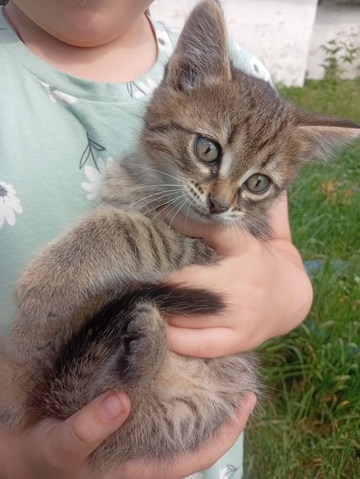 Отдам котят в добрые руки