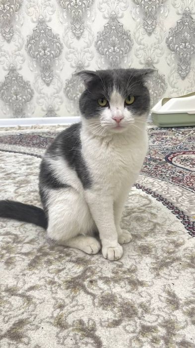 Mushuk Skotish fold britaniskiy sotiladi srochniyga