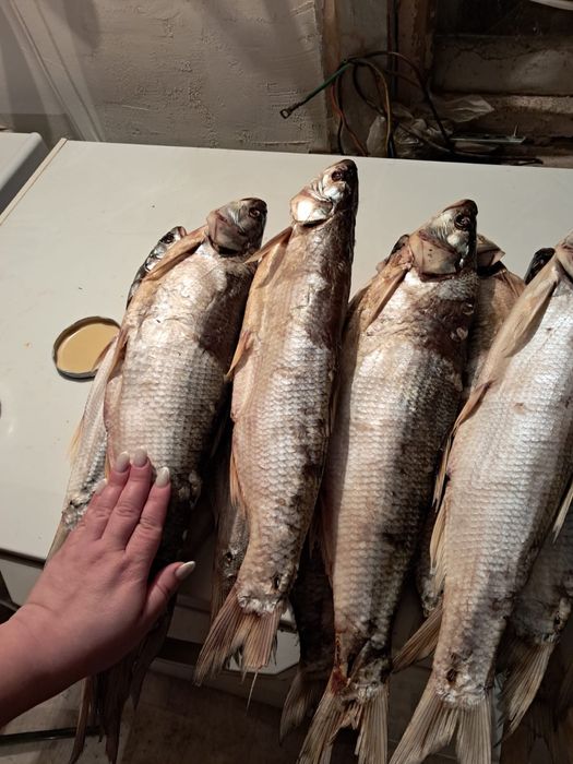 Малосольная рыба