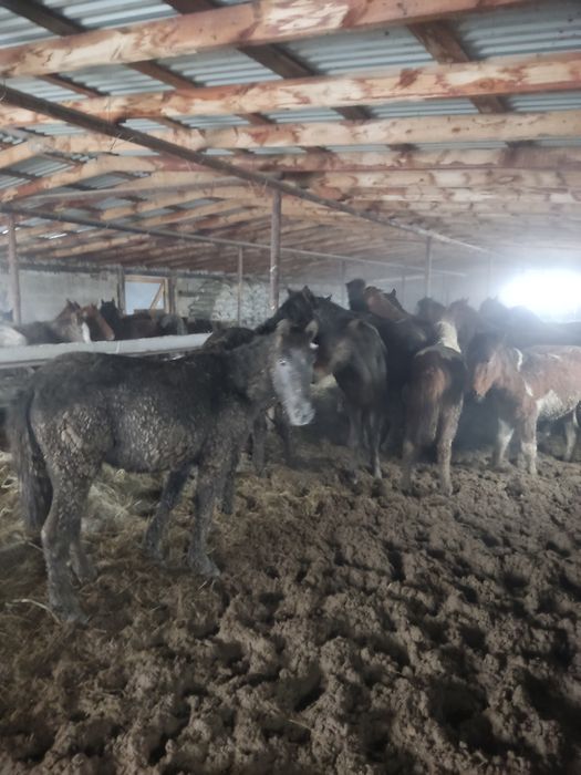 Тай лошадь бордақы