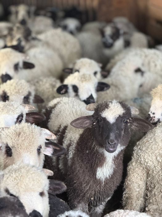 Vand miei pentru sarbatorile pascale