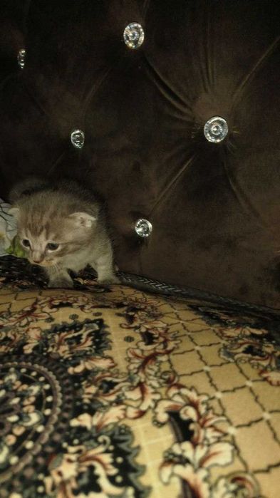 Продаются котята СКОТИШ ФОЛД