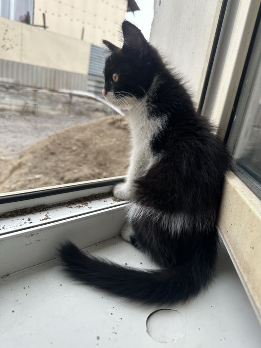 Отдам котиков в дрбрые руки