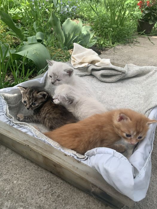 Подарю замечательных котят