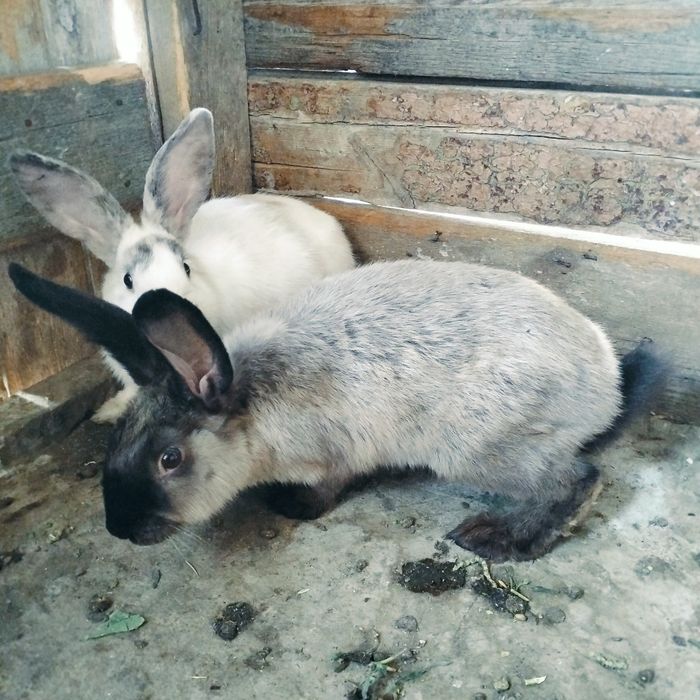 Продаются крольчата