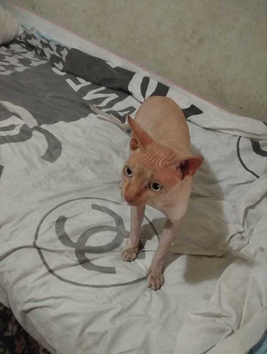 Продают Кот Египетский срочно!