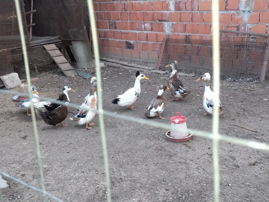 Rațe moțate de anul acesta