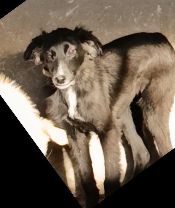 Щенки ищут дом !