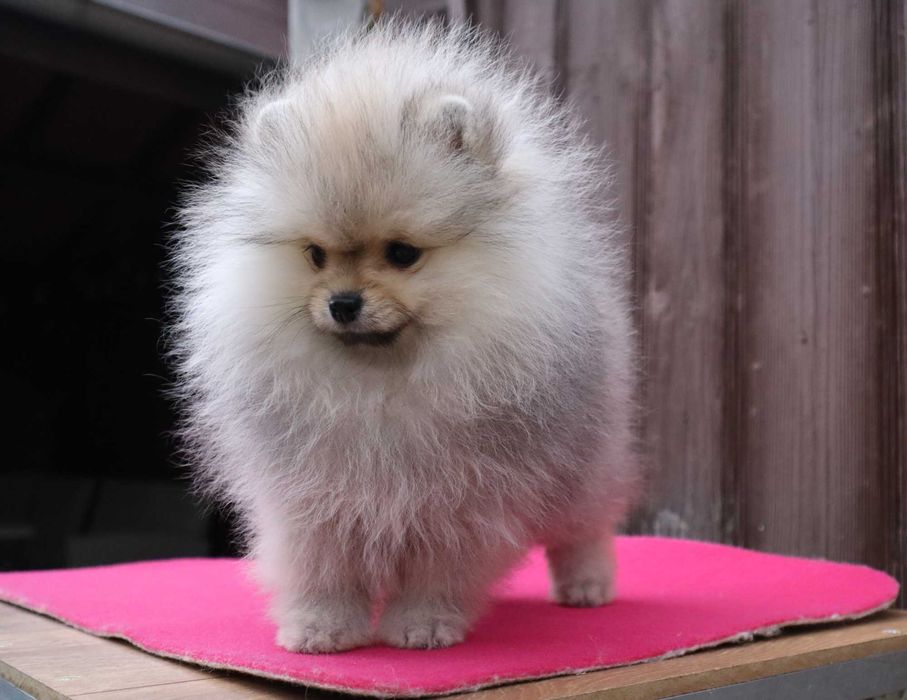 Миниатюрно момиченце померан с родословие FCI