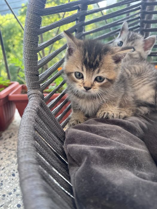 Британски / шотландски котенца
