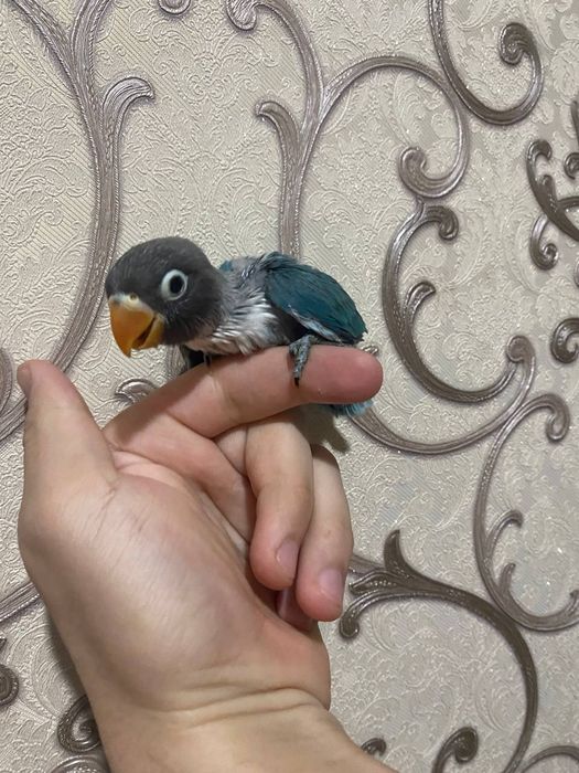 Ruchnoy popugay nerazluchnik