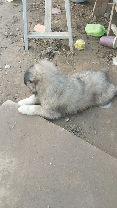 Щенок. Отдадим в хорошие руки.