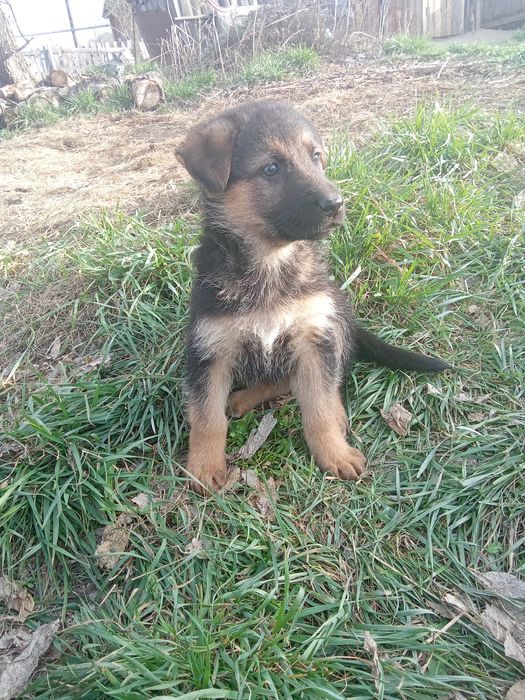 Щенки немецкой овчарки
