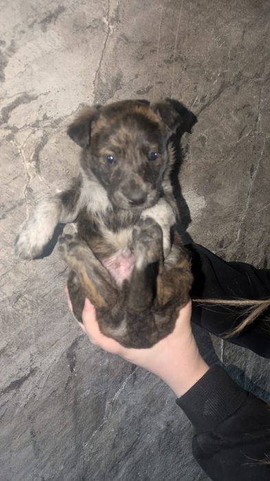 Щенки мальчики ищут дом